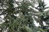 Cedrus atlantica